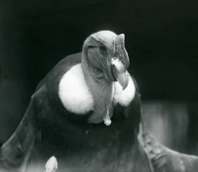 1926年にロンドン動物園でアンデスコンドル