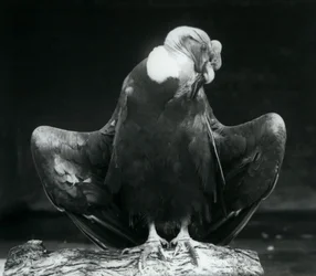 丸太で休むアンデスコンドル、ロンドン動物園、1925年