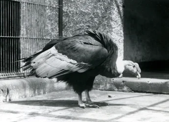 1925年7月にロンドン動物園の囲いの床に立っているアンデスハゲワシ