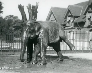 3本足でバランスを取りながら、枯れ木に体を引っ掛けるアジアゾウ（ロンドン動物園