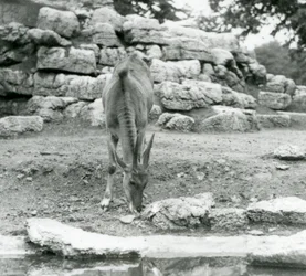 1929年、ロンドン動物園のアンテロープ・パドックで草を食むイーランド（モノクロ写真