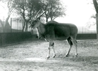 1925年6月にロンドン動物園のパドックにいるエランド