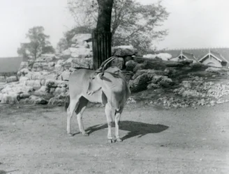 1929年、ロンドン動物園のパドックに立つイーランド（モノクロ写真