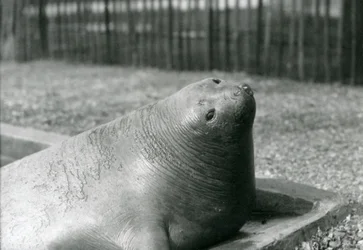 1930年、ロンドン動物園のプールで休むゾウアザラシ（モノクロ写真
