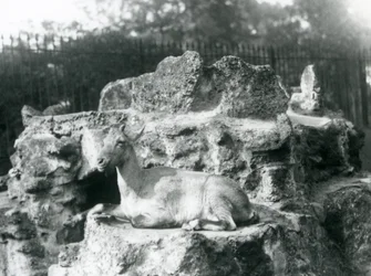 1927年8月、ロンドン動物園の岩棚で休んでいるヒマラヤアイベックス