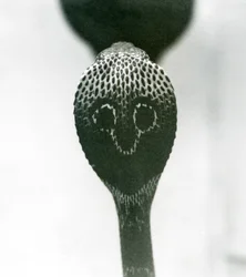 1925年10月、ロンドン動物園、頭が高く、フードがフレアになっているIndianSpectacledAsianBinocellate Cobra