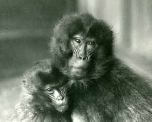 1925年1月にロンドン動物園で成人した若いジェラーダ出血ハートモンキー