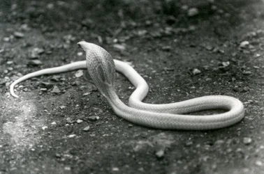 1924年9月にロンドン動物園で頭を上げてフードを広げたアルビノIndianSpectacledAsianBinocellate Cobra