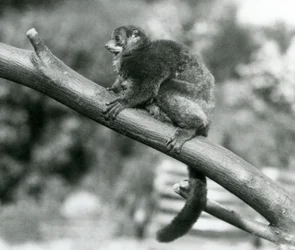 1929年10月、ロンドン動物園で枝の上で休む絶滅危惧種のコケルジャイアントマウスキツネザル／コケルジャイアントマウスキツネザル／サザンジャイアントマウスキツネザル（モノクロ写真）。