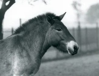 1927年10月、絶滅危惧種のPrzewalskis Wild Horseがロンドン動物園のパドックに立っています。
