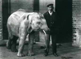 1915年11月、ロンドン動物園の飼育員チャールズエイルズと一緒に赤ちゃんアジア象
