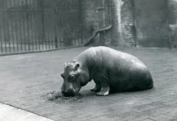 1920年9月、ロンドン動物園で食べる赤ちゃんカバ「ジョアン」