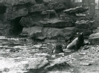 プールに氷を張ったカリフォルニア・アシカ（ロンドン動物園