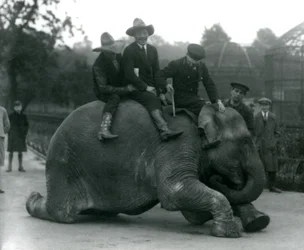 1924年にロンドン動物園を訪問中のカウボーイと女性インド象サンデマーラのトレーナー