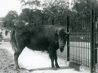 1926年8月12日、ロンドンの動物園にあるパドックのバーでヨーロッパのバイソンジョージナ