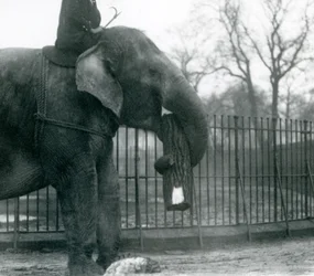 1925年にロンドン動物園で飼育されているアジアゾウの女性、インディアラニ、幹とともに木材を動かす