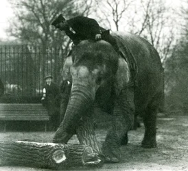 1925年にロンドン動物園で飼育されているアジアゾウの女性、インディアラニ、幹とともに木材を動かす