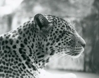 1925年8月にロンドン動物園で雌ヒョウデイジー
