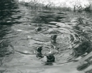 1927年6月、ロンドン動物園のプールで泳いでいる4人のキングペンギン
