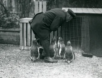 キーパーと一緒にいるジェンツーペンギンアルバートホワイト、ロンドン動物園、1914年