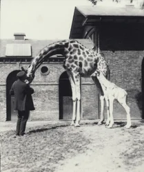 ロンドン動物園での生後3日の赤ちゃんと飼育係のキリン、1914年