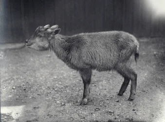 ヒマラヤゴーラル、ロンドン動物園、1914年。