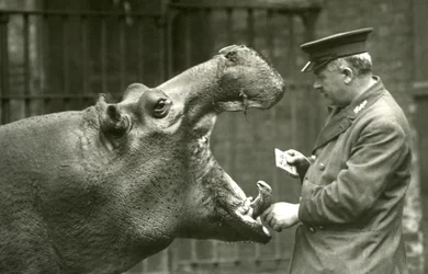 1927年にロンドン動物園で飼育されていたアーニーボーマンとカバのボビー