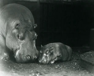 1927年3月にロンドン動物園で男性の子牛のジミーと一緒にいるカバジョーン