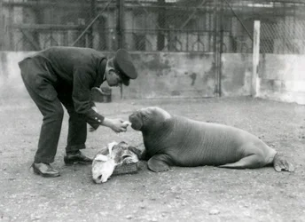 キーパー、アーサーチャンドラー、若いセイウチに魚に餌をやる、ロンドン動物園、1924