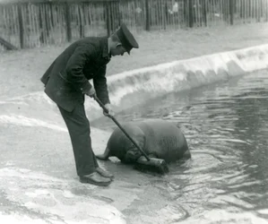 キーパーアーサーチャンドラー、ロンドン動物園、1924年のセイウチのプールを席巻