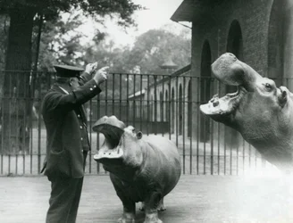 1923年7月、ロンドン動物園でのカバボビーとジョアンと一緒のキーパーアーニーボウマン（bw写真）