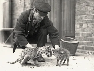 1914年5月にZSLロンドン動物園で撮影された虎の子とペッカリーを飼っているキーパーH.ワーウィック