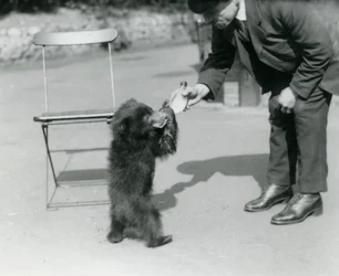 キーパーハリーワーウィックのボトルは、1921年8月にロンドン動物園でナマケモノの子に餌をやる
