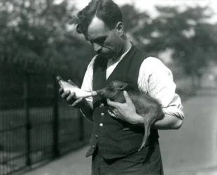 キーパーハリーワーウィックのボトルが1922年8月にロンドン動物園でイボイノシシの赤ちゃんに餌をやる
