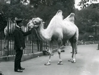 1914年7月、ロンドン動物園でのフタコブラクダのいるキーパーW.スタイル