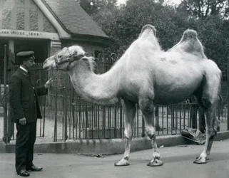 1914年7月、ロンドン動物園のラマハウスの外にいるバクトリアラクダと一緒のキーパーW.スタイル