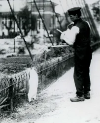1914年5月、ロンドン動物園で飼育員のハリーマンローが水まき缶を使ってシャワーを浴びたペンギン王。第1次世界大戦でマンローが殺され、軍隊、飛行船、対潜兵隊で戦った。