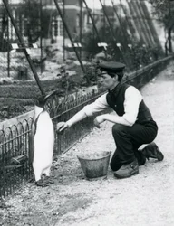 1914年5月、ロンドン動物園でスポンジを使ってキーパーのハリーマンローに洗面所を与えられたペンギン王。マンローは第一次世界大戦で軍隊、飛行船、対潜水艦で殺害されました。
