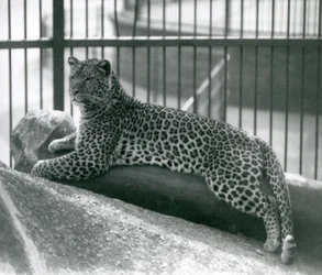 1925年7月にロンドン動物園の囲いの丸太に横になっているヒョウレックス