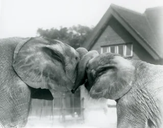 1927年10月、ロンドンの動物園で幹を結び、アフリカの象のキベレンゲ（オス）とアフリカの象（ハンゴ）をお互いに挨拶します。