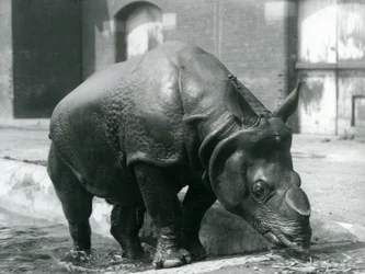 1928年にロンドン動物園にプールを離れるオスのインドのサイフェリックス