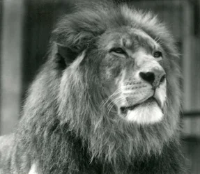1924年8月にロンドン動物園で雄ライオンクジャ