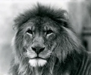 1925年1月、ロンドン動物園のオスライオン「クジャ」（モノクロ写真