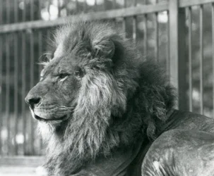 1927年9月にロンドン動物園の囲いに横たわっている雄のライオントト