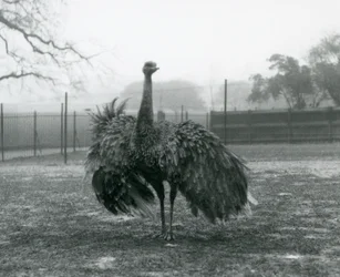 グレーターレアのオスの鳴き声（ロンドン動物園