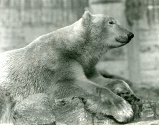 1930年までにロンドン動物園のマッピンテラスの岩の上で休んでいるシロクマサム
