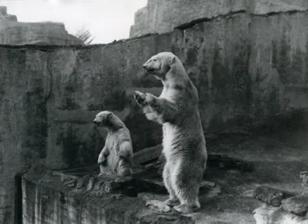 1921年3月、ロンドン動物園でホッキョクグマ「サム」と「バーバラ」が囲いの外を見て後ろ足で立つ