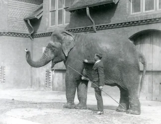 サイードアリ、エレファントハウスの前でインディアラニを訓練、1923年8月、ロンドン動物園（bw写真）