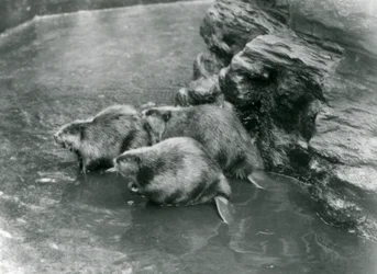 1920年代のロンドン動物園のプールにいる3人のビーバー