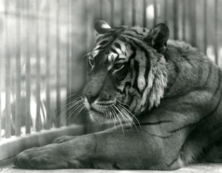 ロンドン動物園のタイガーサム、1925年